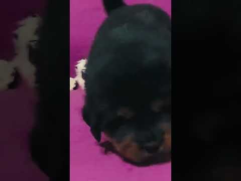 Perros Mastín Tibetano en venta