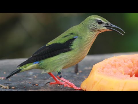 Costa Rica:  Vista Isla Nov 2020 4