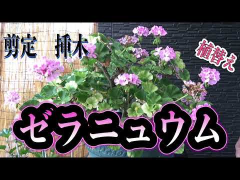 ビール酵母を使ったゼラニウムのメンテナンス、美しいゼラニウムを作るためのおばあちゃんのレシピ