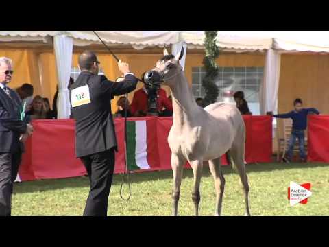 N.118 ALEXANDER PC - Arezzo 2015 - Futurity Colts (Class 14)