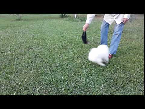 Ice White Pomeranian Puppy Female