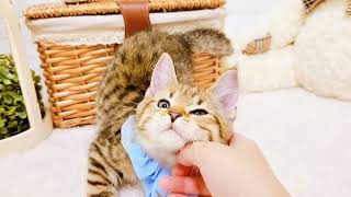 マンチカンの動画02