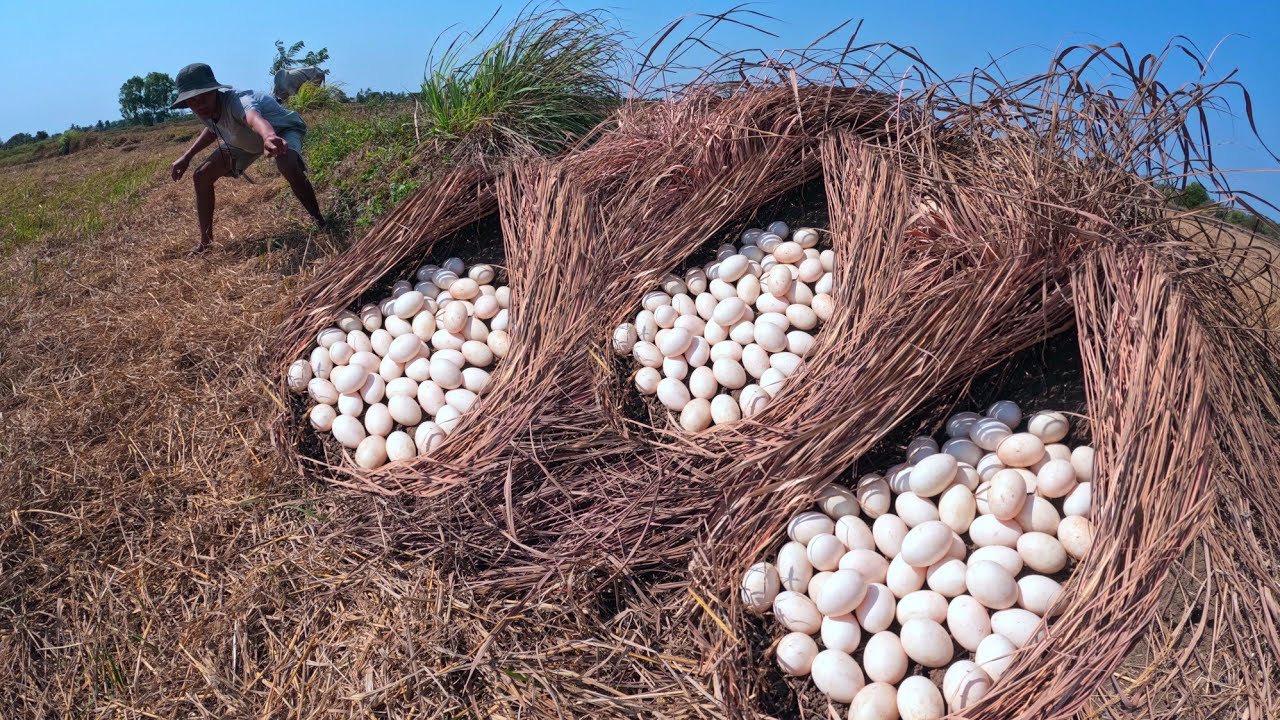 Top amazing! A farmer picks up many duck eggs from under the grass with his lucky hand.
