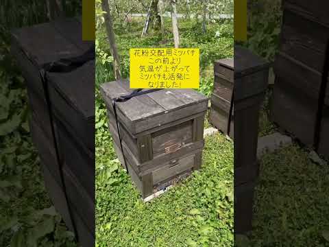 園芸 受粉昆虫
