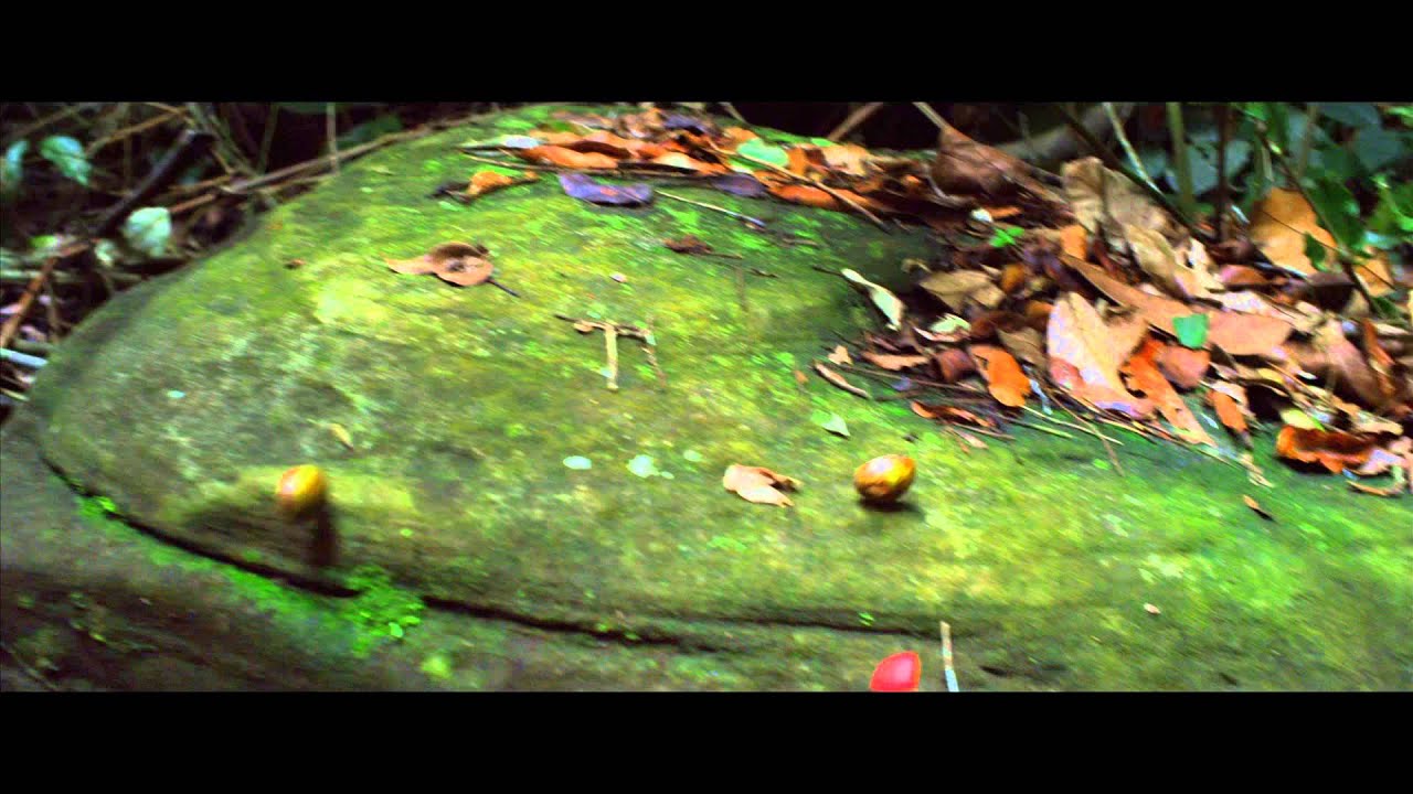 Miniature de la vidéo Il était une forêt (2013) Bande-annonce du film Il était une forêt