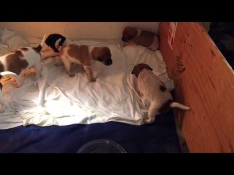 Noofa & Ellis's Puppies