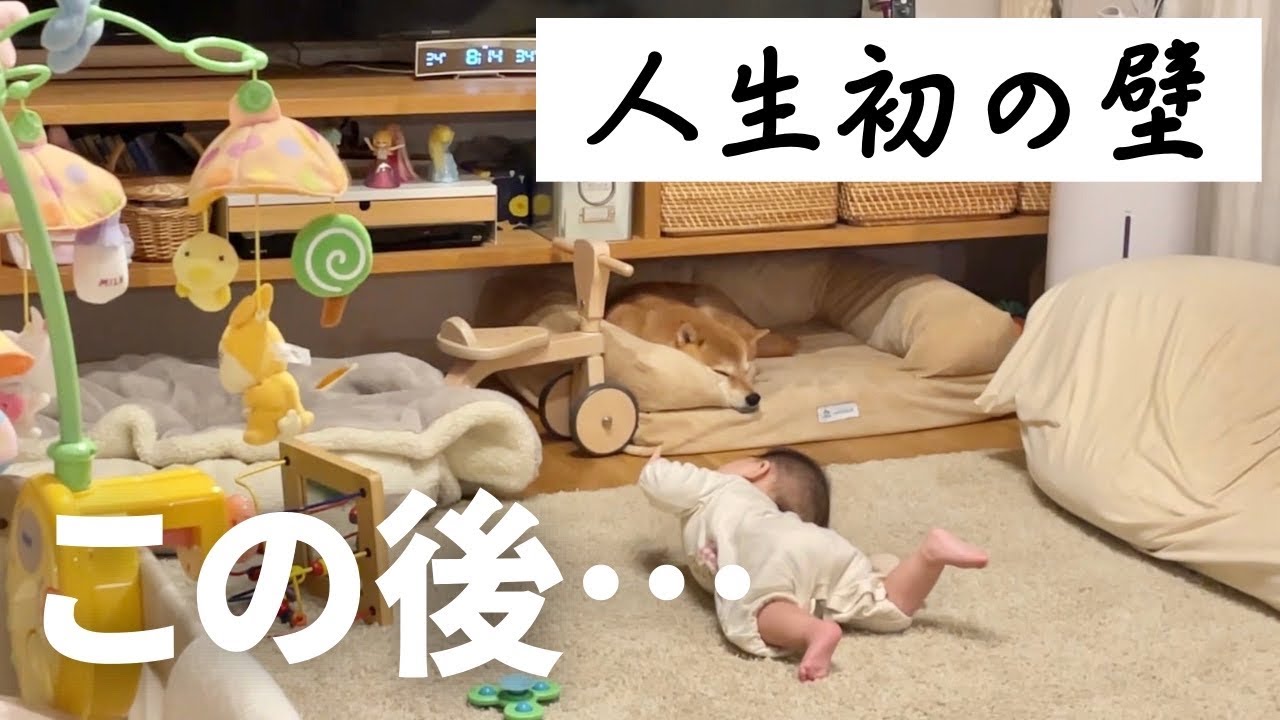 ズリバイ覚えるも…柴犬兄さんに届かず大の字に倒れ込む7ヶ月娘