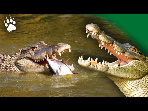 Nile Crocodile: The Eternal Predator | Heir of the Dinosaurs | Wildlife Documentary