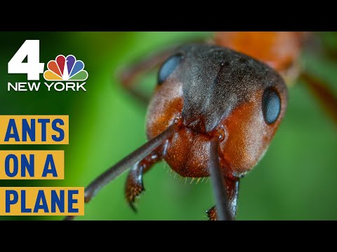 Ants on a Plane: Bugs Creep Out Passengers on Newark-Bound Flight | NBC New York