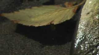 Cedar and Bamboo (Excerpt) - A Documentary about Chinese and First Nation Relations