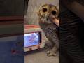 Bibib’s New TV #funnyvideo #animals #owl #funny #pets #cute #funnyanimal #cuteanimals #burunghantu