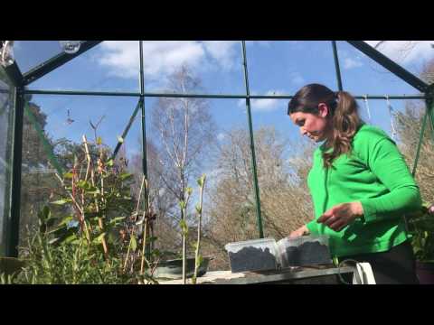 I dag från mitt kallväxthus i Odlingsdagboken - 3 sorter jag passar på att så nu!