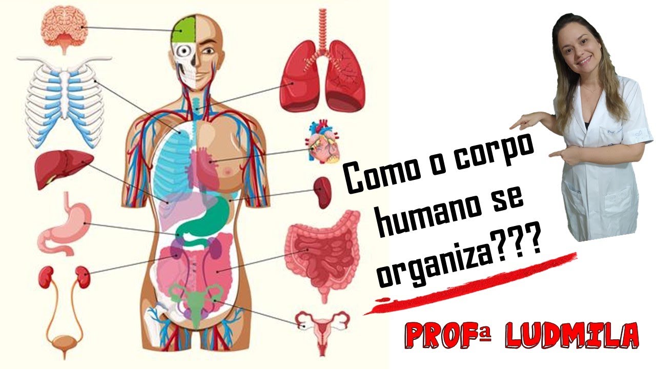 Níveis de organização do corpo humano
