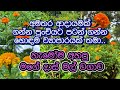 ️ගෙවත්ත ලස්සනට විතරක් නෙමේ ඉතින් අමත�