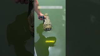 ¡UN COCODRILO APARECIÓ EN EL LAGO! 🐊 #crocodile #family #reaction