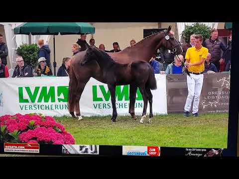 Stutfohlen von Morricone x Fürst Nymphenburg