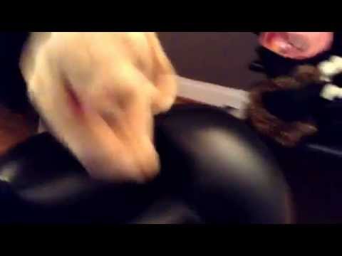 this is you Harold's cat