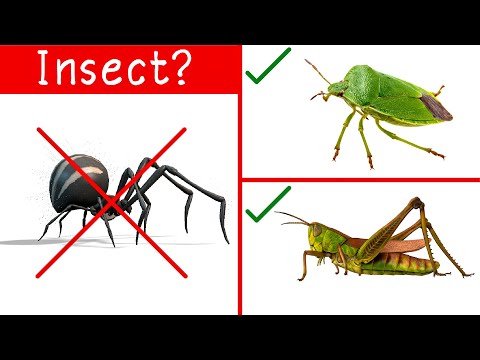 Bugs Vs Insects | Learn the Difference