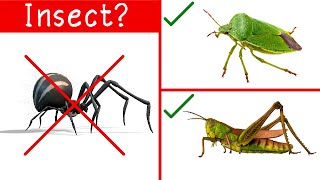Download lagu Bugs Vs Insects | Learn the Difference mp3