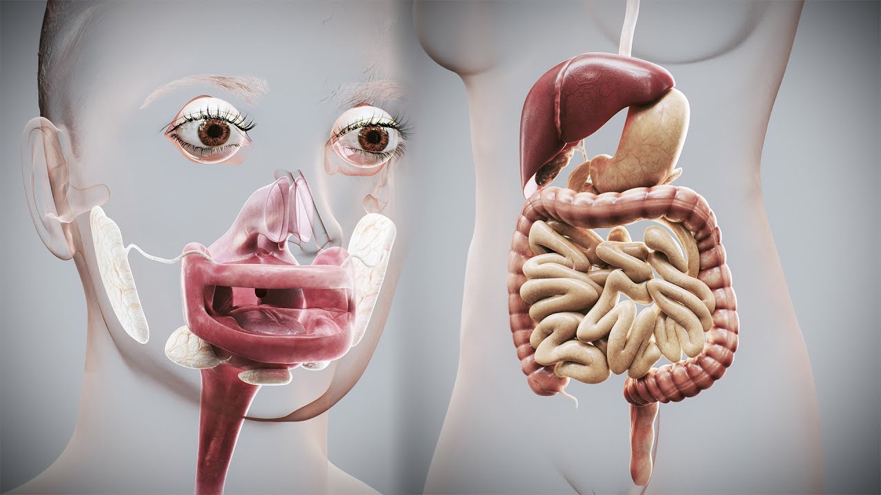 Human Female Digestive Anatomy 3D Model