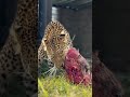 Meet Tequila: Our Stunning Female Leopard Enjoying Feast Time