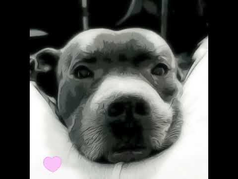 Rest In Paradise (R.I.P. Abel)