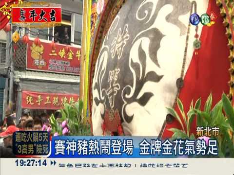 三峽祖師賽神豬 冠軍重達1564斤
