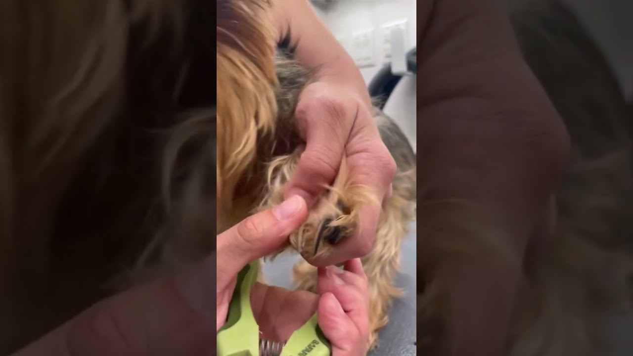 Overgrown nails get clipped #howtogroom #petstylist #dogs #doggrooming #mobilegrooming