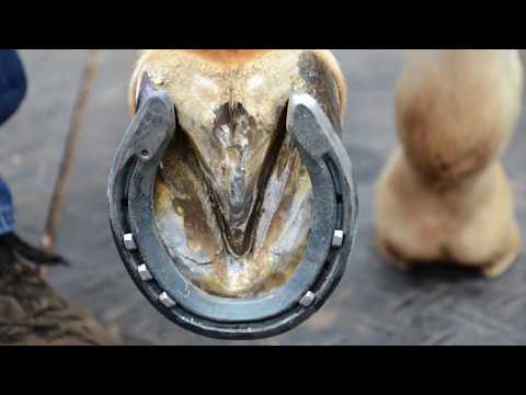 Shoeing Recommendations for Barrel Horses