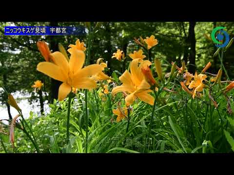 園芸 カンゾウ、ニッコウキスゲ