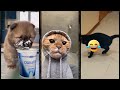 Cat Funny Videos ️ Funny Cats Fighting Catsworld 3614