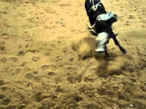 MOV01958.AVI  Playdini 2011 bull calf, Playboy Skoal grandson