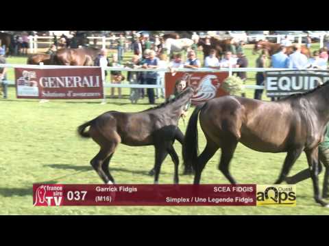 Show AQPS Le Lion 2016 : Lot 37 - Garrick Fidgis