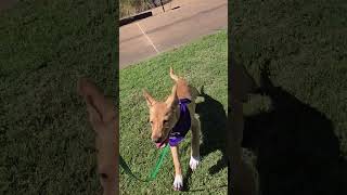 Video preview image #1 Rat Terrier-Unknown Mix Puppy For Sale in Jackson, MS, USA