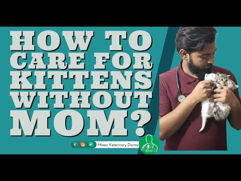 How to Care for Kittens without Mom ?| How to Feed a Newborn Kitten?