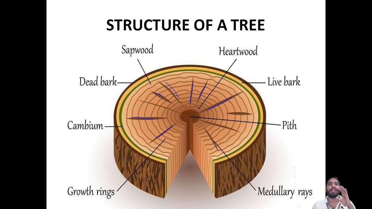 Timber-Classification