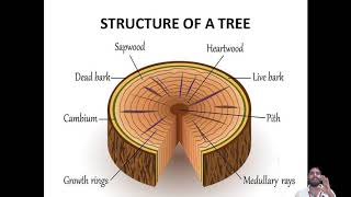 Timber-Classification