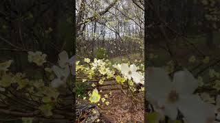 Dogwood in bloom #springgarden #homegarden #floweringtrees #dogwood #fypシ #shorts #bloom #blooming