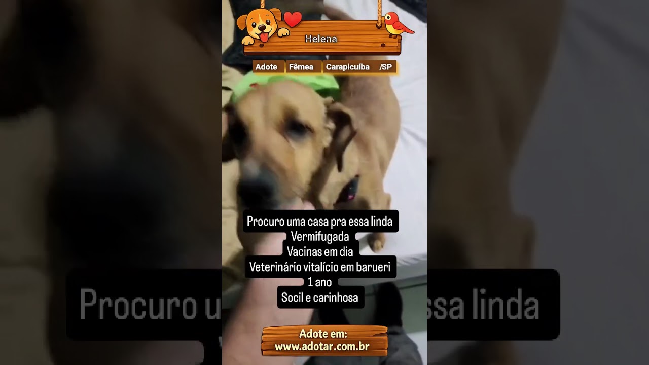 Cachorro raça SRD-ViraLata idade 1 ano nome Helena 