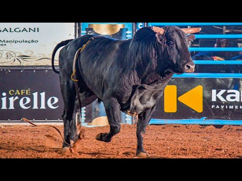 FINAL EM TOUROS - Rodeio de RIBEIRÃO DO SUL 2024 (Oficial 4K)