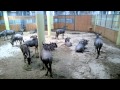 Indoor Wildebeest Housing At Royal Burgers Zoo