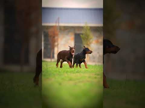Uropion doberman puppy @parimalkataria