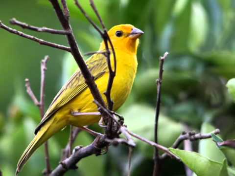 Sonhos Coloridos (Jair Rodrigues e As Marcianas)