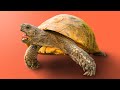 Garden State Tortoise Faces Mystery Species For First Time Ever! + more