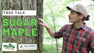 Tree Talk: Sugar Maple
