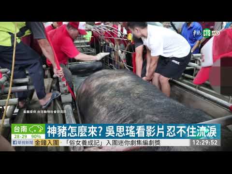 養神豬是虐待! 動保團體曝光影片