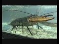 Lebender Hummer - Living Lobster