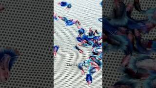 Download lagu Harvest a betta fish that looks like the Thai flag! #bettafish #bettafish #ornamental betta #Indo... mp3 Download lagu Harvest a betta fish that looks like the Thai flag! #bettafish #bettafish #ornamental betta #Indo... mp3