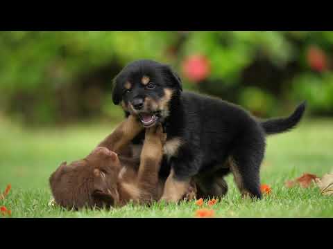 dogs pet beauty animals