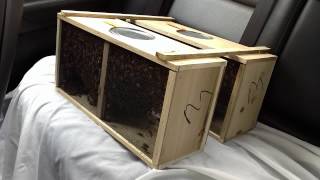 30,000 Bees in my car!!!